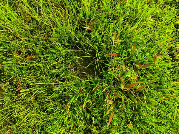 緑の芝生のテクスチャの壁のスペースの背景 屋外の新鮮な葉は — ストック写真