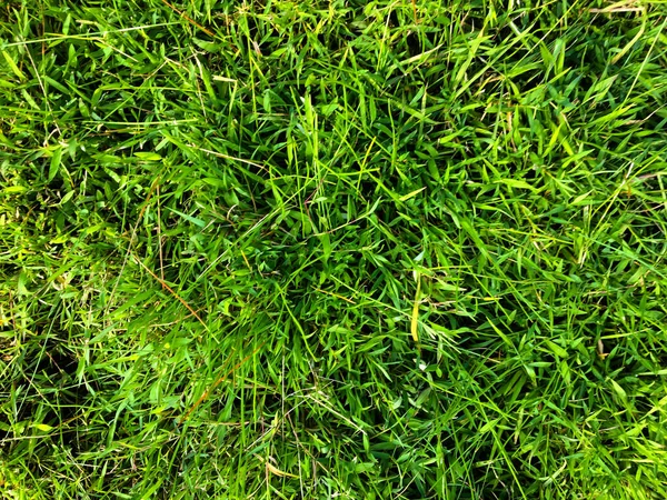 Grünes Gras Textur Wand Raum Hintergrund Frisches Laub Freien — Stockfoto