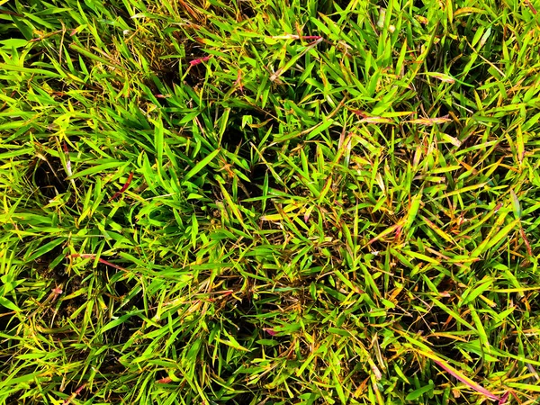 Green Grass Texture Wall Space Background Fresh Foliage Outdoor — Stock Photo, Image