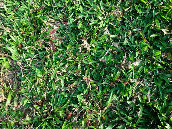 Grünes Gras Textur Wand Raum Hintergrund Frisches Laub Freien — Stockfoto