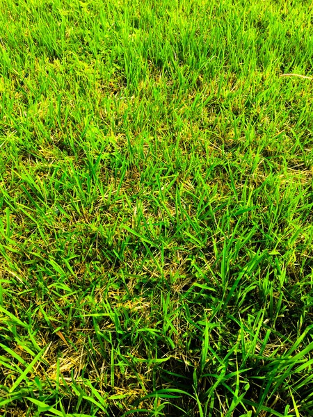 Зелена Текстура Трави Настінний Простір Фону Свіже Листя Відкритому Повітрі — стокове фото