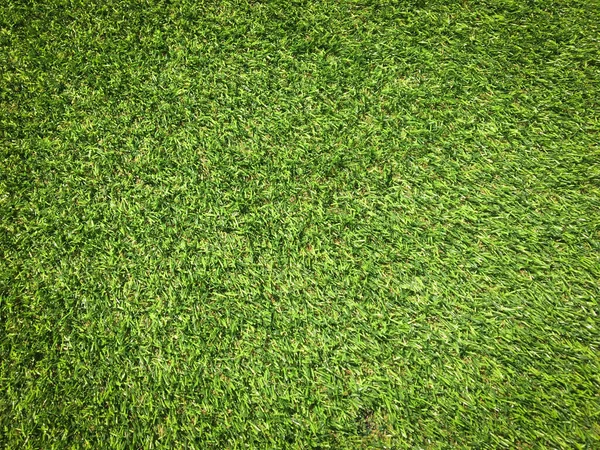 Green Grass Texture Use Natural Background Wallpaper Design Artwork — Stock Photo, Image