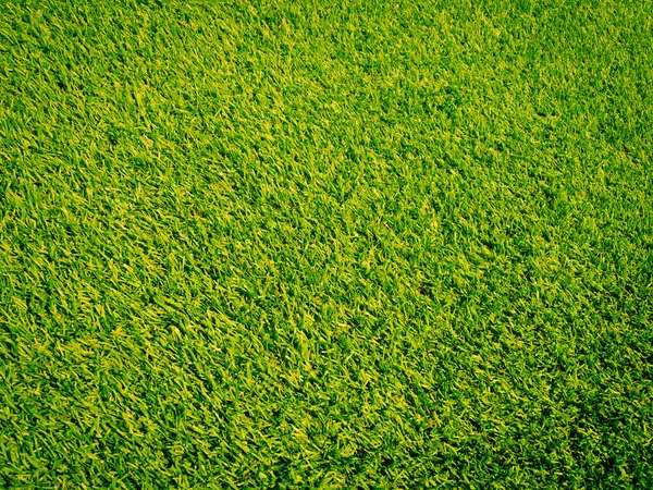 Grünes Gras Natürlichen Hintergrund Für Die Gestaltung — Stockfoto