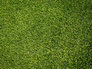 Yeşil çimenler ormandaki manzarayı kapatır ve tasarım için kopyalama alanı yaratır.