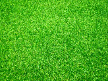 Yeşil çimenler ormandaki manzarayı kapatır ve tasarım için kopyalama alanı yaratır.