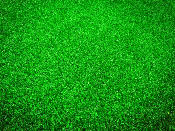 Herbe Verte Vue Rapprochée Dans Jungle Avec Espace Copie Pour — Photo