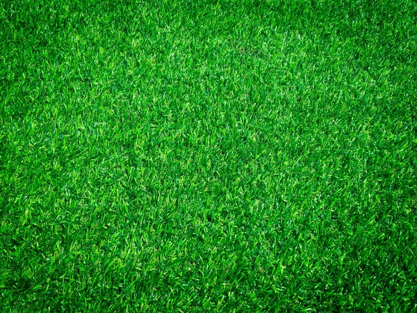 Grünes Gras Nahsicht Den Dschungel Mit Kopierraum Für Design — Stockfoto
