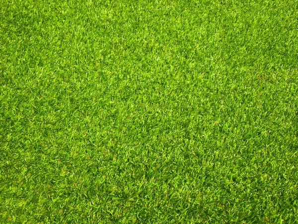 Зелена Трава Крупним Планом Джунглях Копією Простору Дизайну — стокове фото