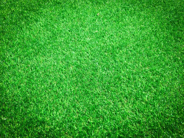 Green Grass Close View Jungle Copy Space Design — Stock Photo, Image