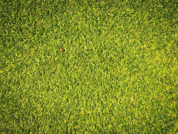 Belo Padrão Grama Verde Campo Golfe Para Fundo Espaço Cópia — Fotografia de Stock