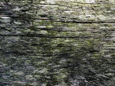 Tasarım için ahşap doku duvar arkaplanı