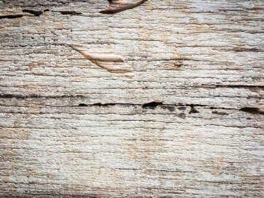 Tasarım için doğal kalıp ahşap arkaplan