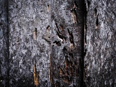 Tasarım için ahşap doku duvar arkaplanı. yakın plan görünümü