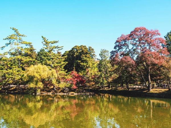 Vista Floresta Parque Japão Para Relaxar Com Céu Azul — Fotografia de Stock