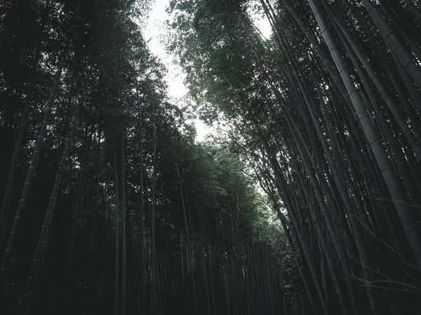 Bamboo forest background of japan on morning time