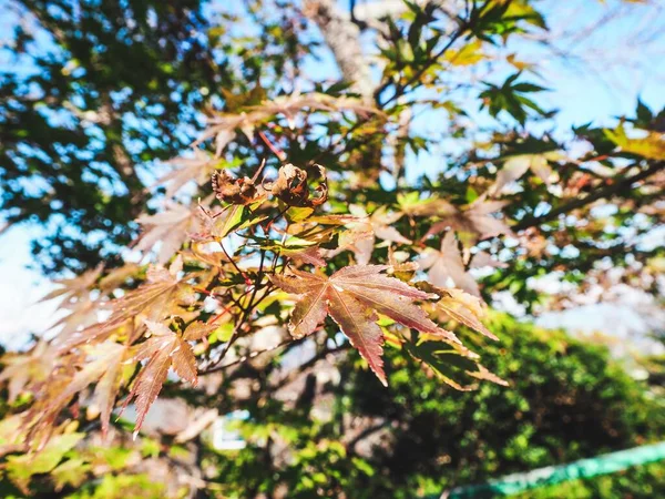 Grüner Baum Mit Blättern Zur Abendzeit Japan — Stockfoto