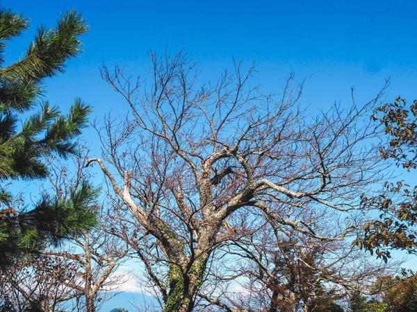 Belo Galho Árvore Horário Manhã Japão — Fotografia de Stock