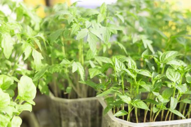 Plastik tepside domates tohumları. Plastik tepside yeşil domates filizleri. Geçmişi. Yakın çekim.