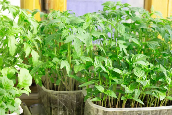 Plastik tepside domates tohumları. Plastik tepside yeşil domates filizleri. Geçmişi. Yakın çekim.