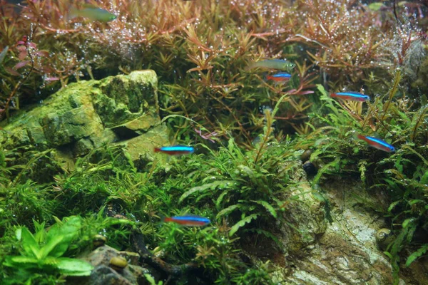 Un aquarium de belles aquariums plantés d'eau douce — Photo