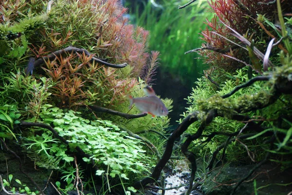 Ein Aquarium schöne Süßwasser bepflanzte Fischbecken — Stockfoto