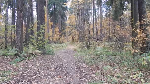Falla Gula löv och barr i en skog med granar — Stockvideo