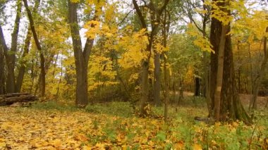 Sonbahar yaprak sonbahar gün ormanda doğa rezerv
