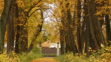 Sonbahar yaprak sonbahar gün ormanda doğa rezerv