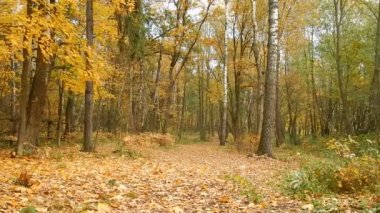 Sonbahar yaprak sonbahar gün ormanda doğa rezerv
