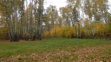 Sonbahar yaprak düşmek birchwood günde