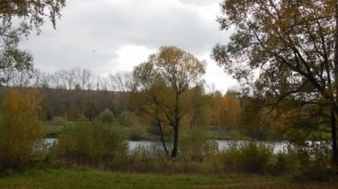 Sonbahar yaprak düşmek birchwood günde