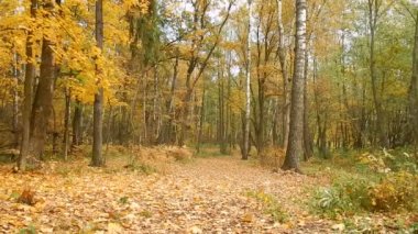 Sonbahar yaprak sonbahar gün ormanda doğa rezerv