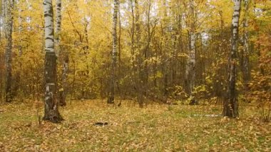 Sonbahar yaprak düşmek birchwood günde