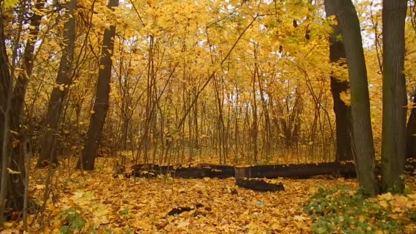 秋の葉の落下日で森の自然保護区で — ストック動画
