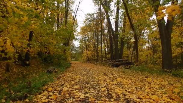Podzimní listí na podzim den v přírodní rezervaci v lese — Stock video