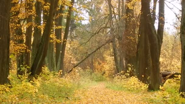 Otoño hoja día de otoño en la reserva natural en el bosque — Vídeo de stock