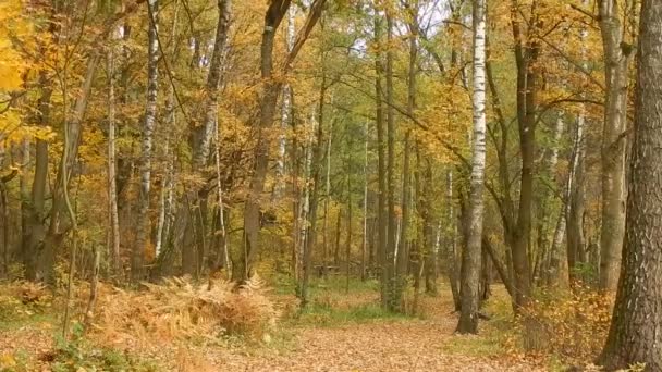 Осенний день осени в заповеднике в лесу — стоковое видео