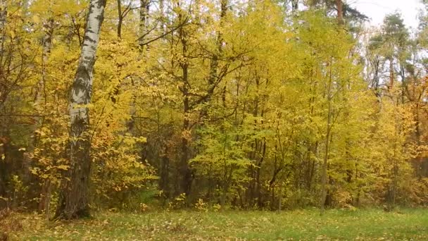Otoño día de otoño en madera de abedul — Vídeo de stock