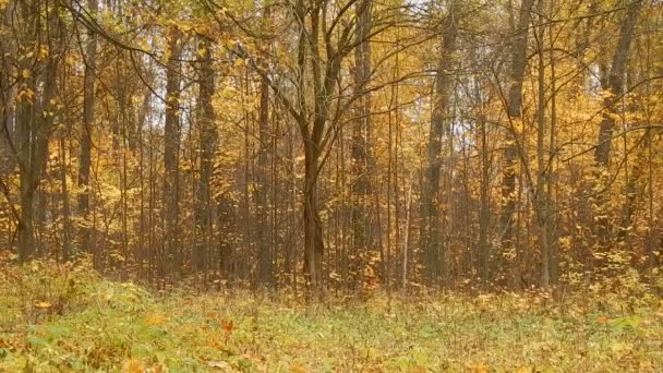 Otoño hoja día de otoño en la reserva natural en el bosque — Vídeo de stock