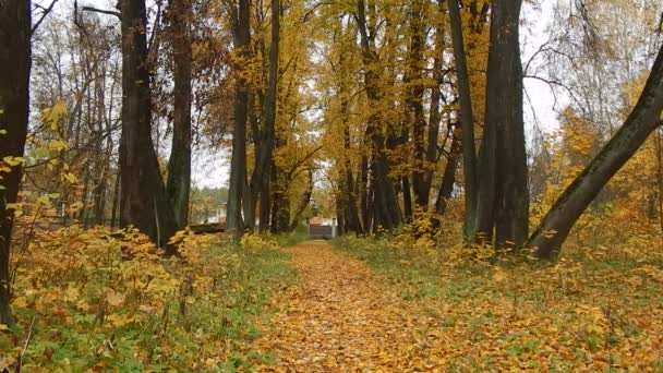 Otoño hoja día de otoño en la reserva natural en el bosque — Vídeos de Stock
