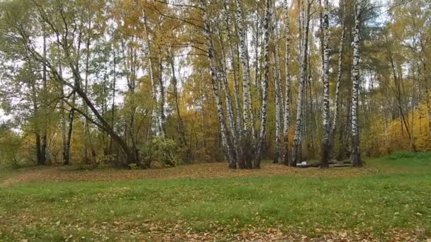 Herfstblad vallen dag in birchwood — Stockvideo