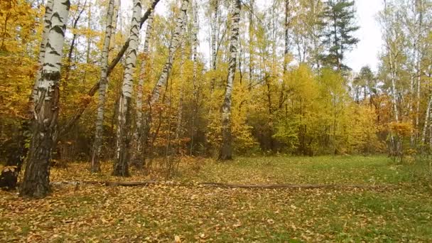 Autumn leaf fall day in birchwood — Stock Video