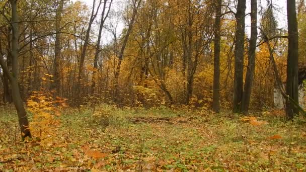 Autumn leaf fall day in the nature reserve in the forest — Stock Video