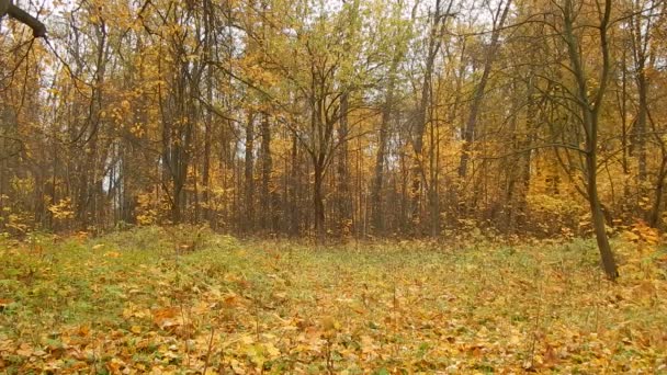 Autumn leaf fall day in birchwood — Stock Video