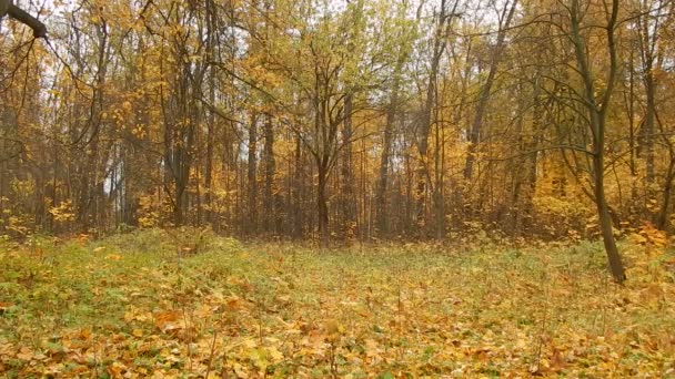 Sonbahar yaprak düşmek birchwood günde — Stok video