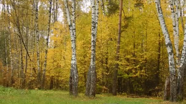 Höst löv faller dag i björkträ — Stockvideo