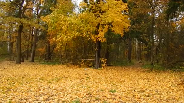 Otoño hoja caída árbol de arce en el bosque — Vídeo de stock