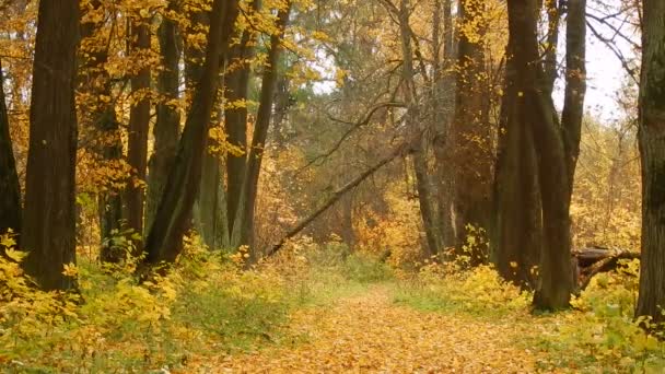 Podzimní listí na podzim den v přírodní rezervaci v lese — Stock video