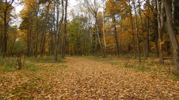 Höst löv höstdag i naturreservatet i skogen — Stockvideo