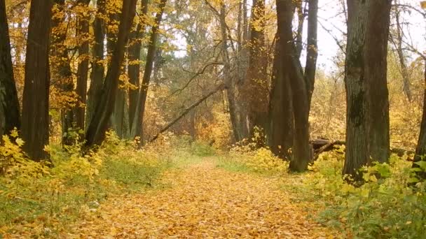 Höst löv höstdag i naturreservatet i skogen — Stockvideo